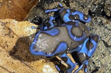 Poison dart frogs kaufen und verkaufen Photo: Offer Fur hamm 10 september uder 46446