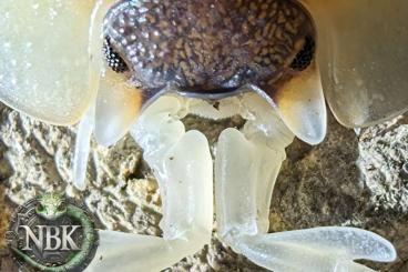 Crustraceae non aquatic kaufen und verkaufen Photo: Some nice Isopods ????????????????♥️ Crustraceae non aquatic kaufen und verkaufen Photo: Some nice Isopods ????????????????♥️