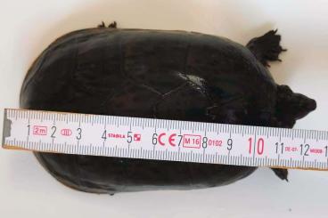 Sumpfschildkröten kaufen und verkaufen Foto: 2 Zwerg-Moschusschildkröten Sternotherus minor minor Adult