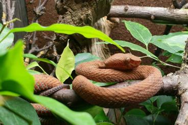 Venomous snakes kaufen und verkaufen Photo: 1.0 Parias (Trimeresurus) flavomaculatus