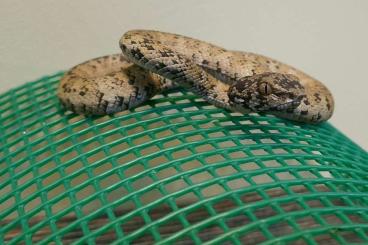 Venomous snakes kaufen und verkaufen Photo: Trimeresurus andersonii cb23