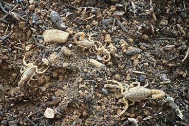 Spinnen und Skorpione kaufen und verkaufen Foto: Mesobuthus gibbosus WF (Ulcinj)