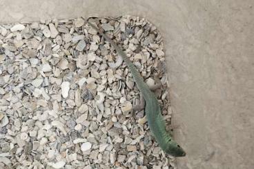 Lizards kaufen und verkaufen Photo: Gebe verschiedene Lacerten- Nachzuchten ab! 