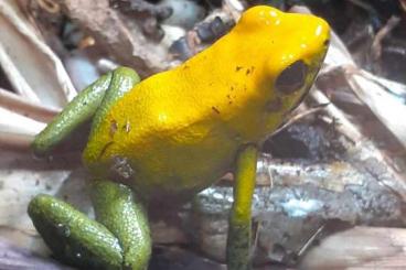 Frösche  kaufen und verkaufen Foto: Searching and selling frogs 