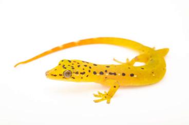 Geckos kaufen und verkaufen Foto: Pseudogekko smaragdinus - Wanted