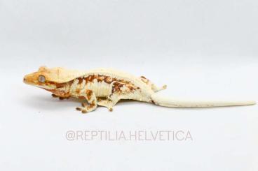 Geckos kaufen und verkaufen Foto: High end lilly white - Hamm