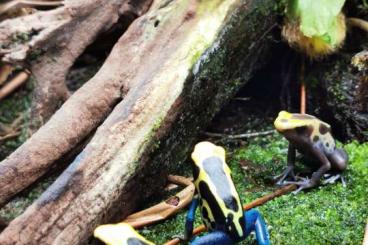 Poison dart frogs kaufen und verkaufen Photo: Biete tinctorius für Hamm 