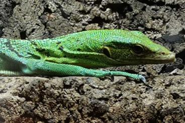 Warane kaufen und verkaufen Foto: Sell Varanus prasinus Sorong - female