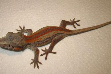 Lizards kaufen und verkaufen Photo: HOUTEN Gargoyle gecko pairs and juvenile