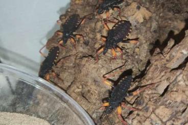 Insekten kaufen und verkaufen Foto: Psytalla horrida giant spiny assassin bug 