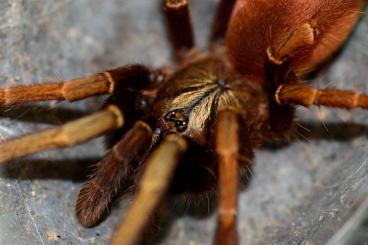 Spiders and Scorpions kaufen und verkaufen Photo: Vogelspinnen, Eresus, Liphistius, Sicarius, Skorpione, Scolopender...