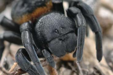 Spiders and Scorpions kaufen und verkaufen Photo: Weinstadt - just pre-orders Spiders and Scorpions kaufen und verkaufen Photo: Weinstadt - just pre-orders