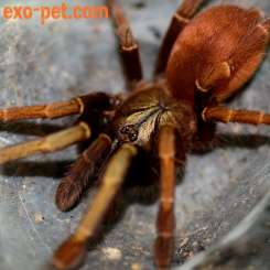 Spinnen und Skorpione kaufen und verkaufen Foto: www.exo-pet.de 