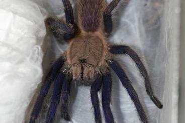 Spinnen und Skorpione kaufen und verkaufen Foto: Exklusiv bei exo-pet in Deutschland: