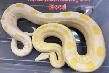 Boas kaufen und verkaufen Foto: Albino Motley 100% het Blood Kahl line