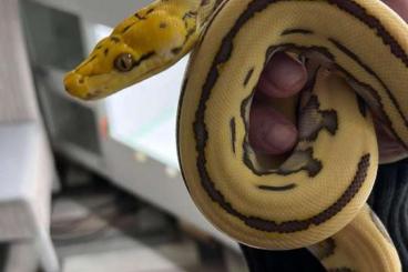 Pythons kaufen und verkaufen Photo: 1.0 Harlekin Orange Glow von 2024