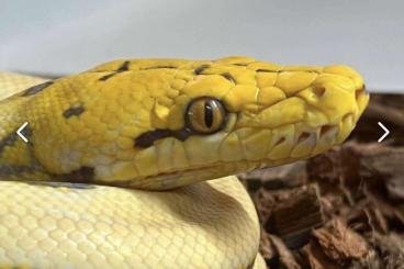 Snakes kaufen und verkaufen Photo: Retic, Harlekin Orange Glow von Januar 24 Snakes kaufen und verkaufen Photo: Retic, Harlekin Orange Glow von Januar 24