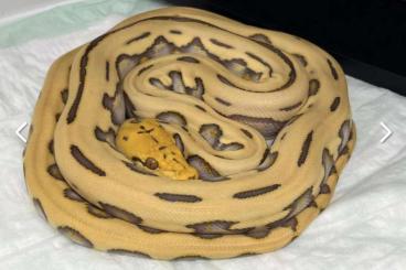 Pythons kaufen und verkaufen Foto: Malayopython Reticulatus Netzpython Harlekin Orange Glow Pythons kaufen und verkaufen Foto: Malayopython Reticulatus Netzpython Harlekin Orange Glow