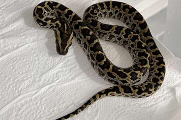 Pythons kaufen und verkaufen Photo: Zwergtigerpython 100% Progschai Nachzuchten vom 29.05.25 Pythons kaufen und verkaufen Photo: Zwergtigerpython 100% Progschai Nachzuchten vom 29.05.25