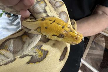 Pythons kaufen und verkaufen Photo: 1.0 Harlekin Orange Glow Retic von Januar 24 Pythons kaufen und verkaufen Photo: 1.0 Harlekin Orange Glow Retic von Januar 24