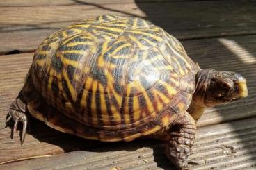 Schildkröten kaufen und verkaufen Foto: Terrapene C.C , Terrapene Ornata Schildkröten kaufen und verkaufen Foto: Terrapene C.C , Terrapene Ornata