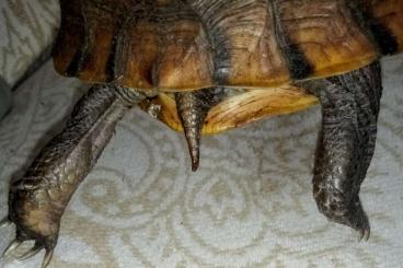 Schildkröten kaufen und verkaufen Foto: Terrapene C.C 1.2, Terrapene Ornata 1.1 Schildkröten kaufen und verkaufen Foto: Terrapene C.C 1.2, Terrapene Ornata 1.1