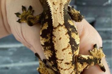 Geckos kaufen und verkaufen Foto: 1.0 Correlophus ciliatus.