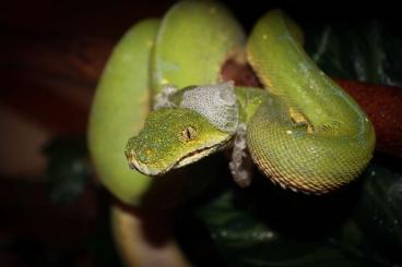 Pythons kaufen und verkaufen Foto: Morelia viridis localities