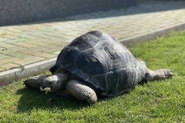 Schildkröten  kaufen und verkaufen Foto: 0.2 Aldabrachelys gigantea (želva obrovská) for sale