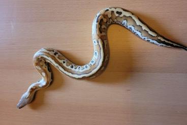 Snakes kaufen und verkaufen Photo: Blutpython python brongersmai 