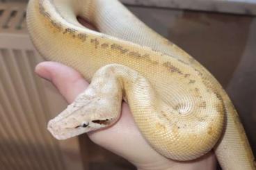 Schlangen kaufen und verkaufen Foto: Blutpython python brongersmai 