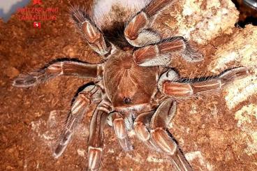 - bird spiders kaufen und verkaufen Photo: Pamphobeteus sp.platyomma slings