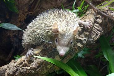 Exotic mammals kaufen und verkaufen Photo: Kleiner Igeltanrek Männchen aus 2021