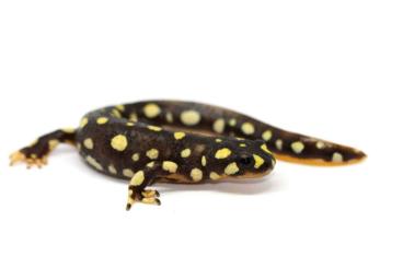 newts and salamanders kaufen und verkaufen Photo: Neurergus crocatus Aqrah CB2022