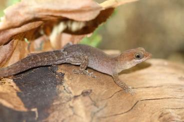 Geckos kaufen und verkaufen Foto: 2.0 Gonatodes antillensis