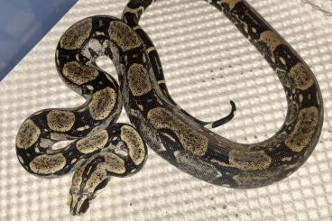 Boas kaufen und verkaufen Photo: 1.0 boa constrictor Longicauda cb 2021