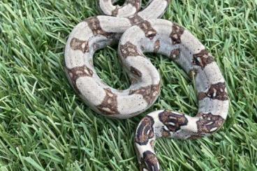 Boas kaufen und verkaufen Foto: Boa constrictor Longicauda cb 23 meltzer line