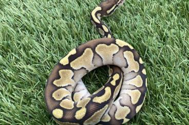 Ball Pythons kaufen und verkaufen Photo: Normal dh dessert ghost albino and butter dh dessert ghost albino cb23