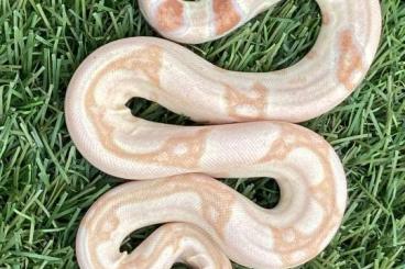 Boas kaufen und verkaufen Foto: Sharp albino boa imperator cb 2023