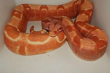 Boas kaufen und verkaufen Foto: Boa constrictor constrictor GUYANA RED, Sunglow 