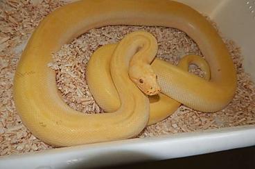 Pythons kaufen und verkaufen Photo: Python molurus bivittatus - tigerpython/ Burmese :