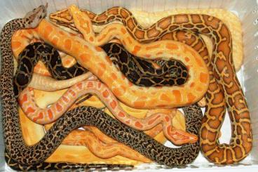 Pythons kaufen und verkaufen Foto: Python molurus bivittatus - tigerpython/ Burmese :