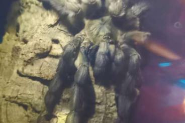 - bird spiders kaufen und verkaufen Photo: Biete Psalmopoeus cambridgei 0,1