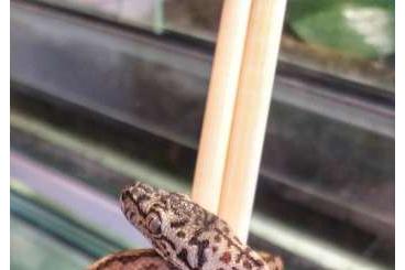 Schlangen kaufen und verkaufen Foto: Morelia spilota spp Schlangen kaufen und verkaufen Foto: Morelia spilota spp