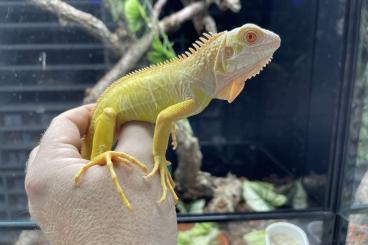 andere Echsen kaufen und verkaufen Foto: Females Iguana iguana albino T-