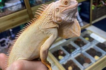 andere Echsen kaufen und verkaufen Foto: Male Iguana iguana caramel albino