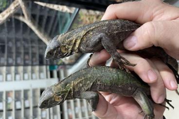 other lizards kaufen und verkaufen Photo: Ctenosaura pectinata pied/blue/banana