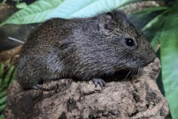 Exotische Säuger kaufen und verkaufen Foto: Wildmeerschweinchen ( cavia aperea)