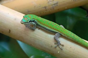 Geckos kaufen und verkaufen Foto: Phelsuma Cepediana / Blauschwanz Taggecko Geckos kaufen und verkaufen Foto: Phelsuma Cepediana / Blauschwanz Taggecko