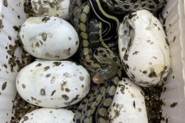 Nattern ungiftige  kaufen und verkaufen Foto: Orthriophis taeniurus friesi - Taiwan Schönnatter